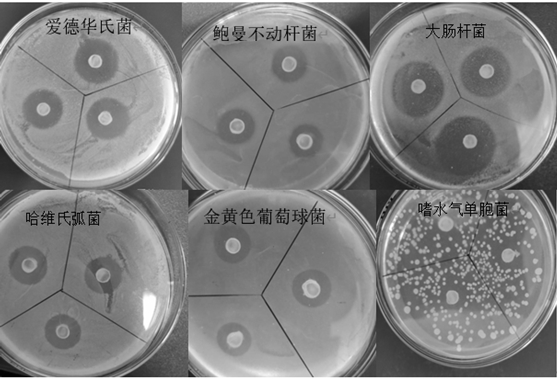 Antagonist ed5 and its application