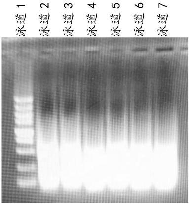 Chromosome immunoprecipitation method and kit for DNA binding proteins in eukaryotic cells