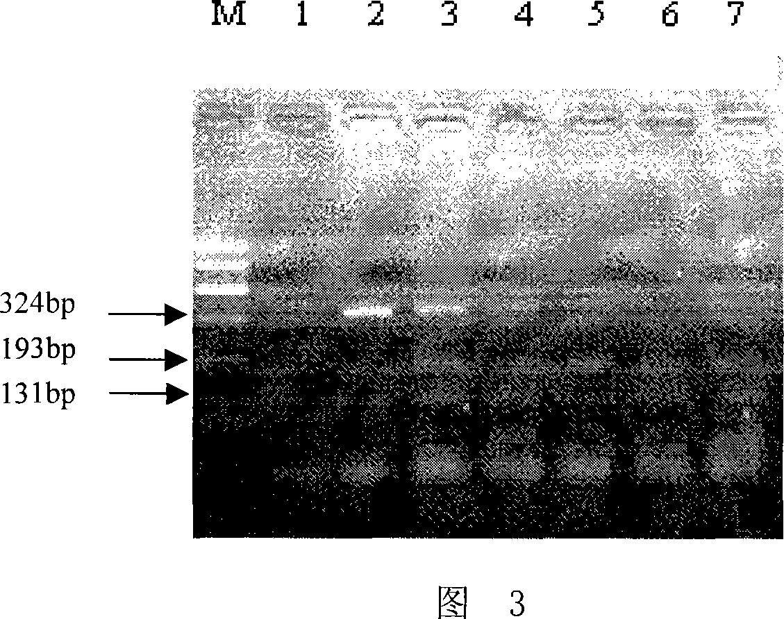 Method for sifting Holstein cow BLAD carrier and special primer and reagent case