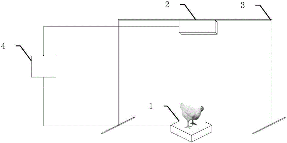 Depth image-based broiler growth model fitting method and apparatus