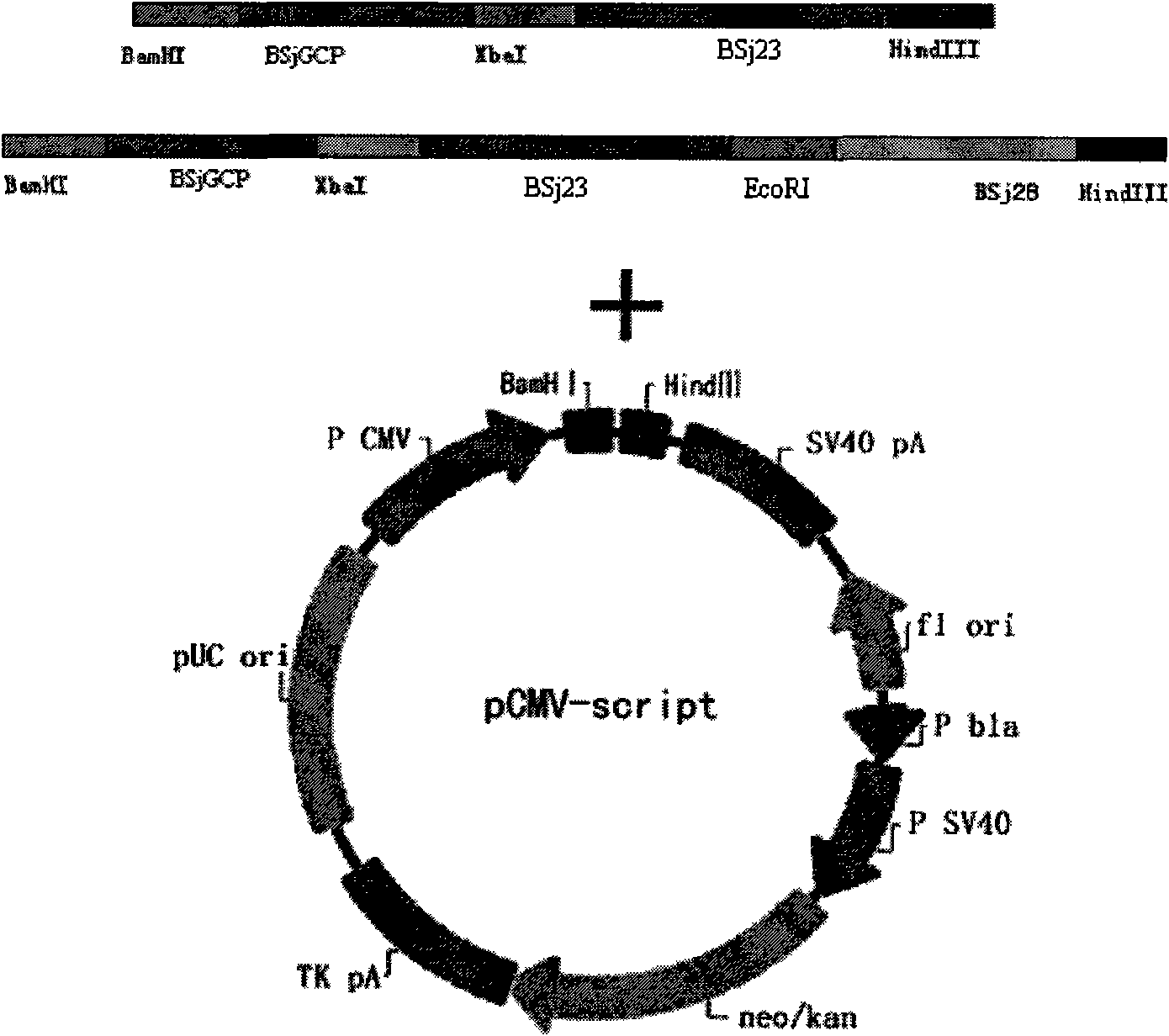 Schistosoma japonicum recombinant multi-epitope antigens, method for expressing and purifying same and application thereof