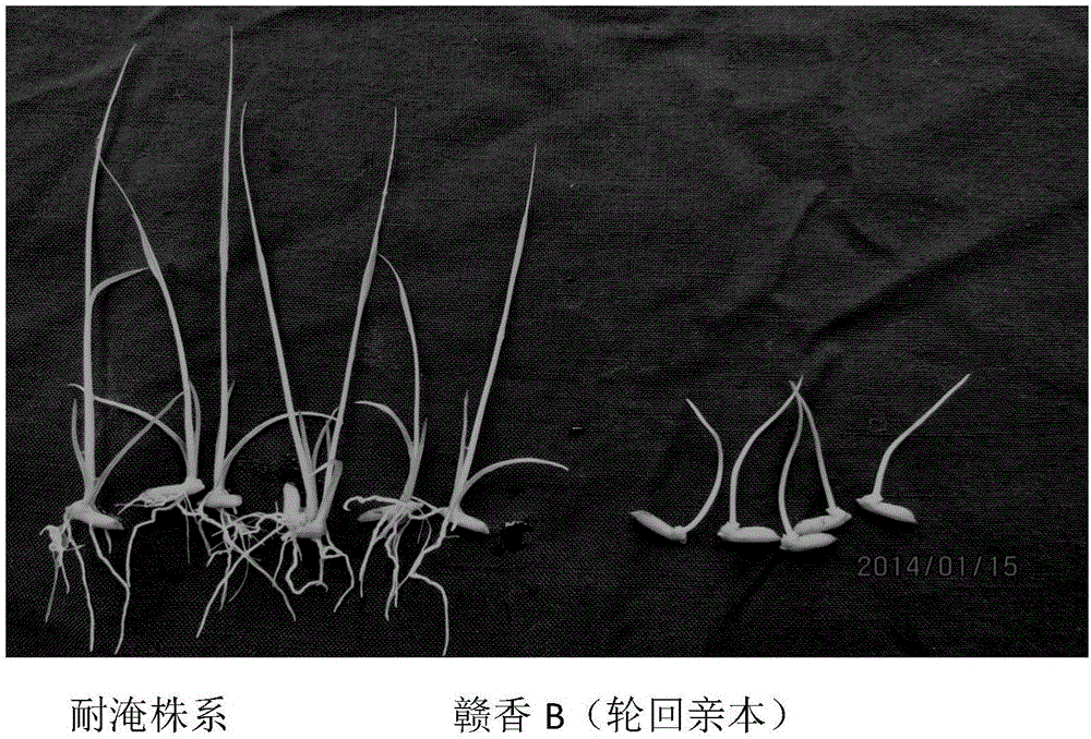 Method for identifying hypoxia tolerance and flooding tolerance of rice