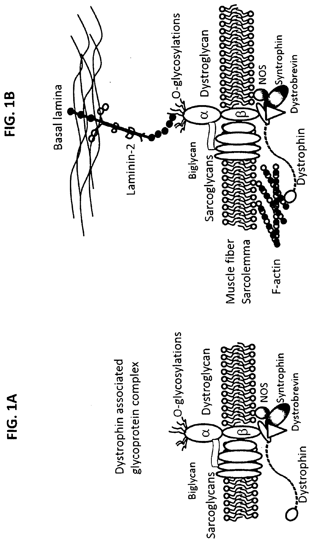 Multispecific binding molecules having specificity to dystroglycan and laminin-2