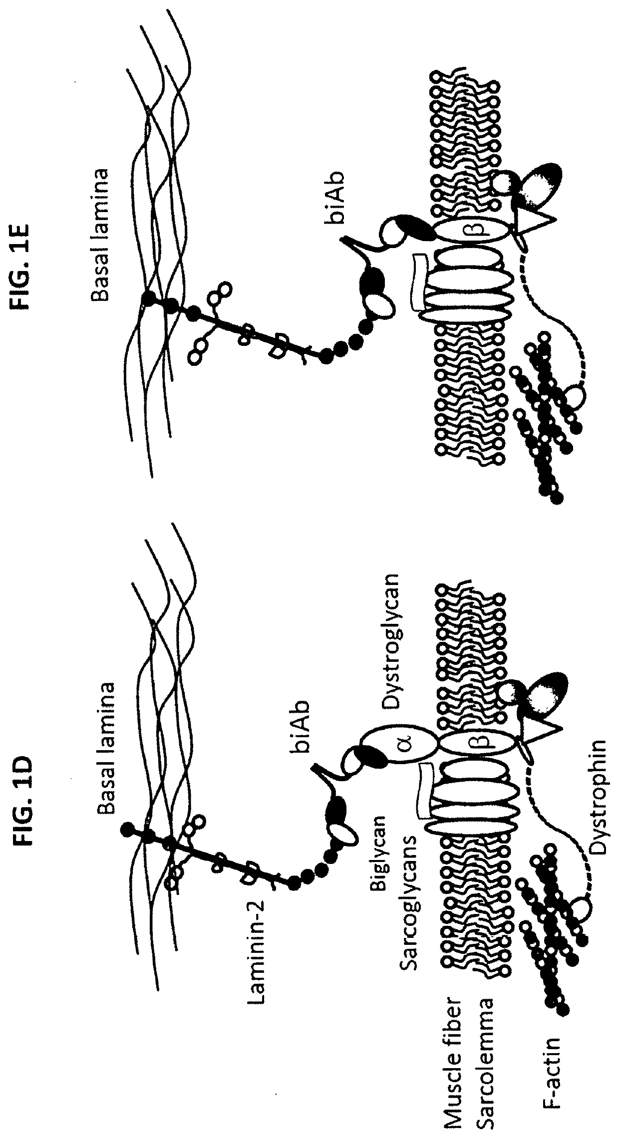 Multispecific binding molecules having specificity to dystroglycan and laminin-2