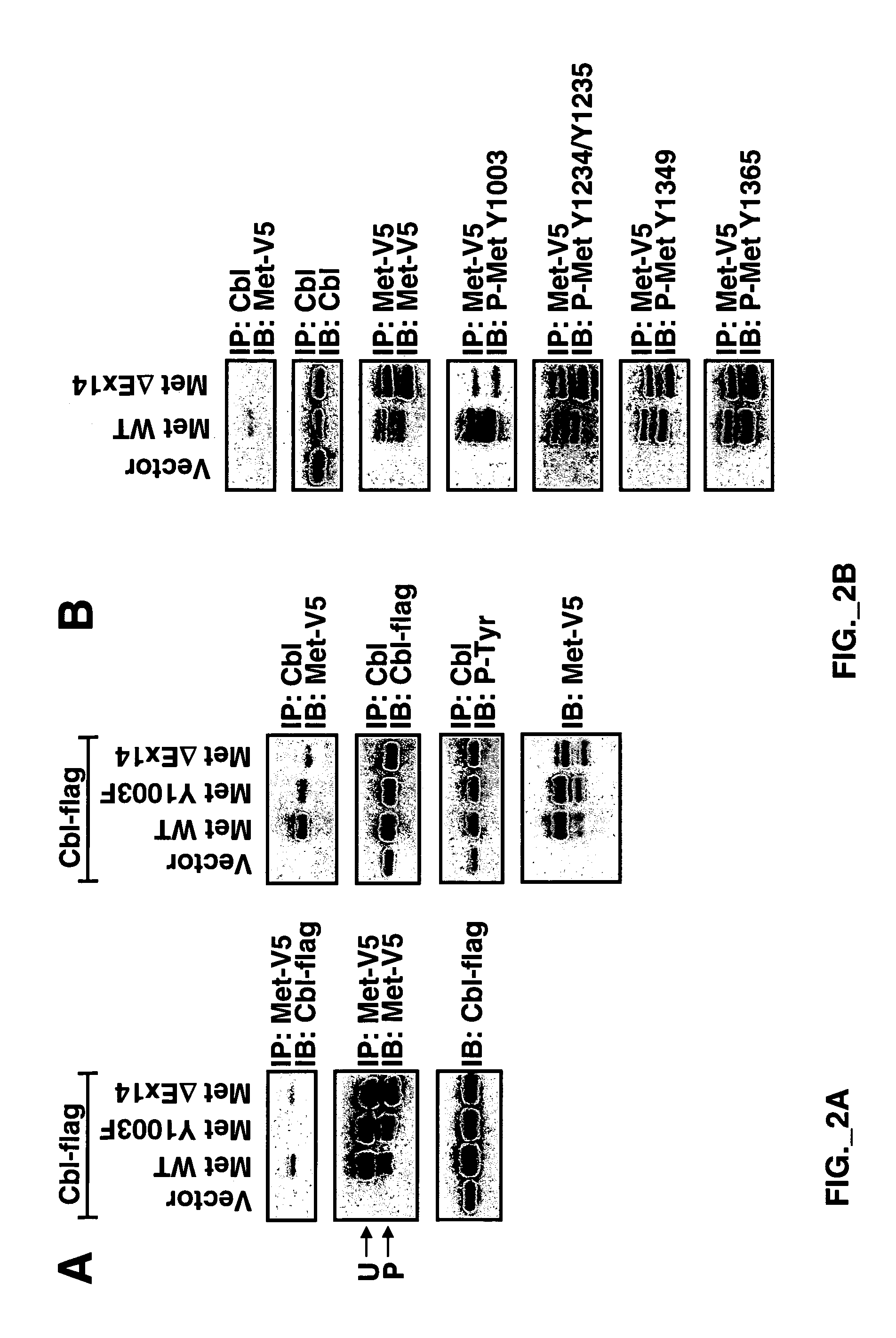 Methods and compositions for modulating hyperstabilized c-met