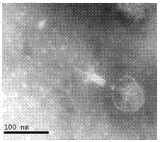 Preparation method of bacteriophage lyase capable of lysing escherichia coli and salmonella