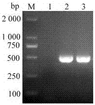 Preparation method of bacteriophage lyase capable of lysing escherichia coli and salmonella