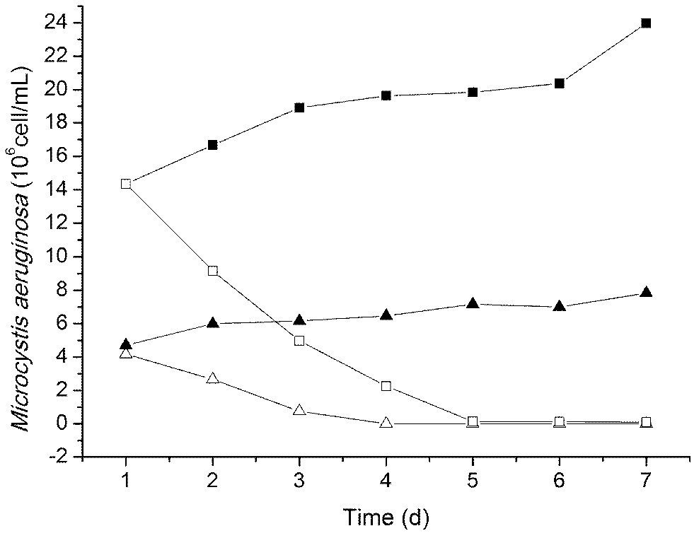 Method of removing bloom-forming cyanobacteria by using Aeromonas sp.