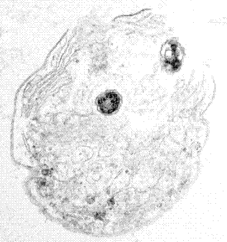 Method of removing bloom-forming cyanobacteria by using Aeromonas sp.