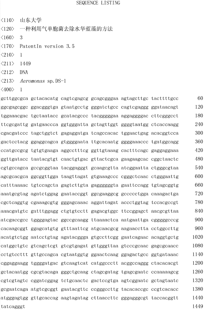 Method of removing bloom-forming cyanobacteria by using Aeromonas sp.