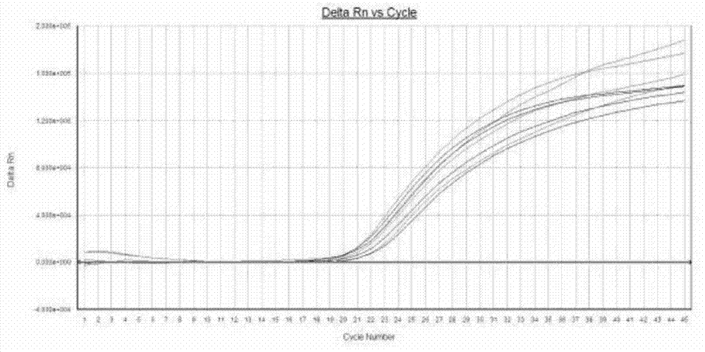 Ribonucleotide reductase subunit M1 gene expression fluorescence quantitative PCR detection kit