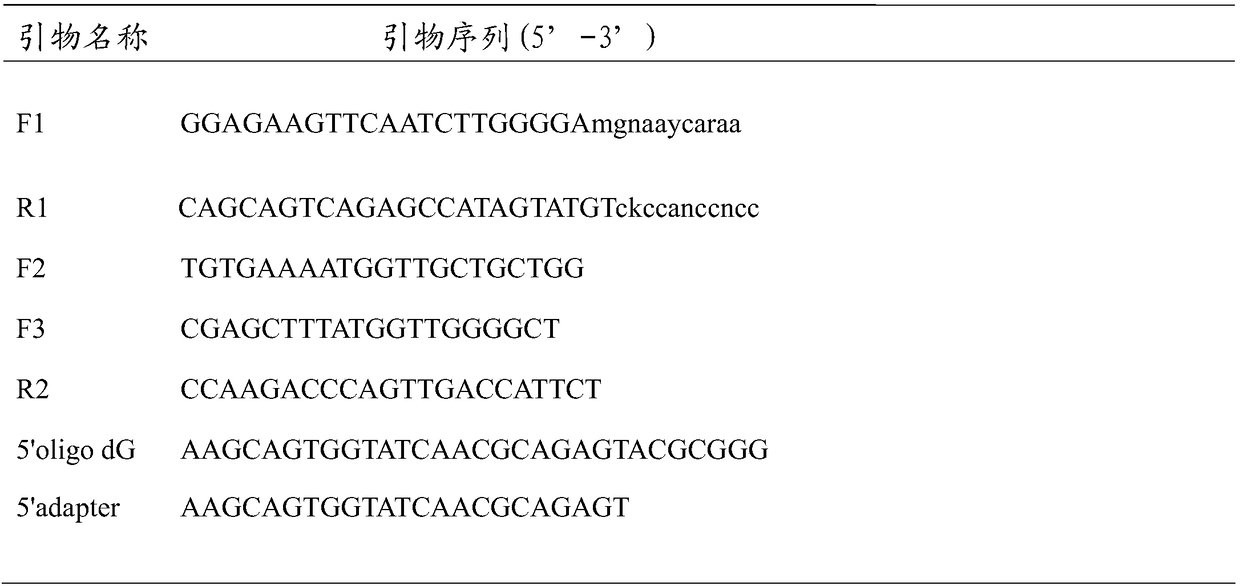 Purple sweet potato ultraviolet receptor UVR8 gene and cloning method thereof