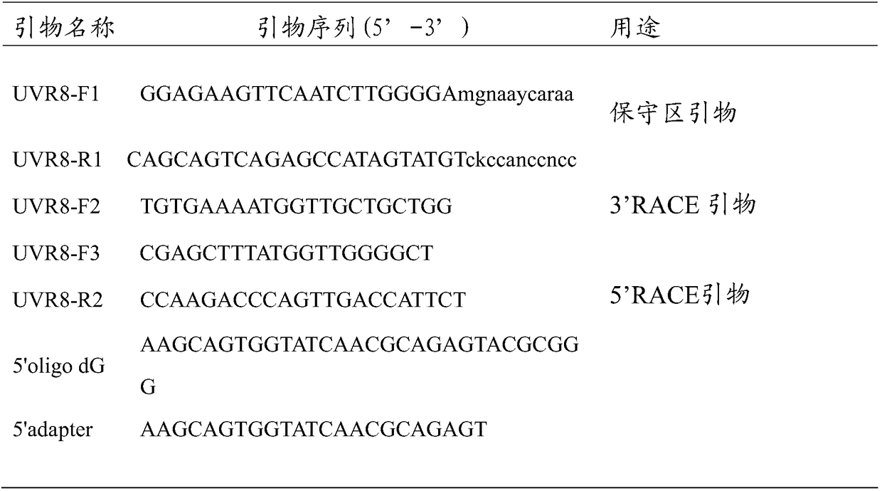 Purple sweet potato ultraviolet receptor UVR8 gene and cloning method thereof