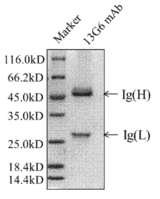 Specific anti-mouse TIGIT monoclonal antibody and preparation method, identification and application thereof