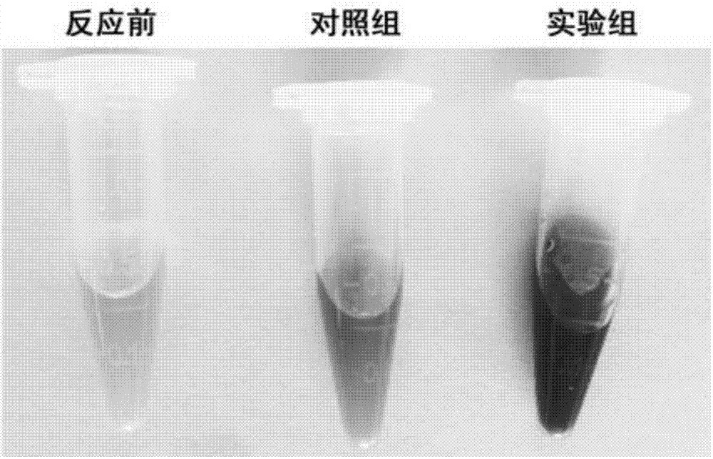 A kind of Aureobasidium pullulans polyketide synthase gene and its application