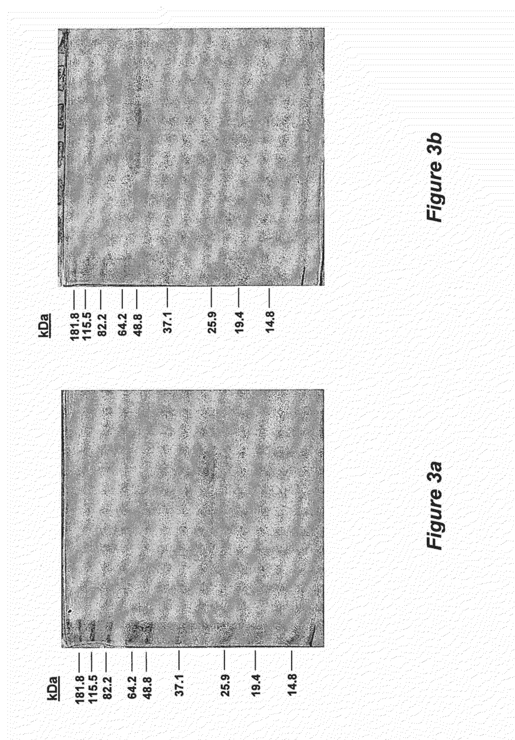 MULTIMERIC Fc RECEPTOR POLYPEPTIDES INCLUDING A MODIFIED Fc DOMAIN