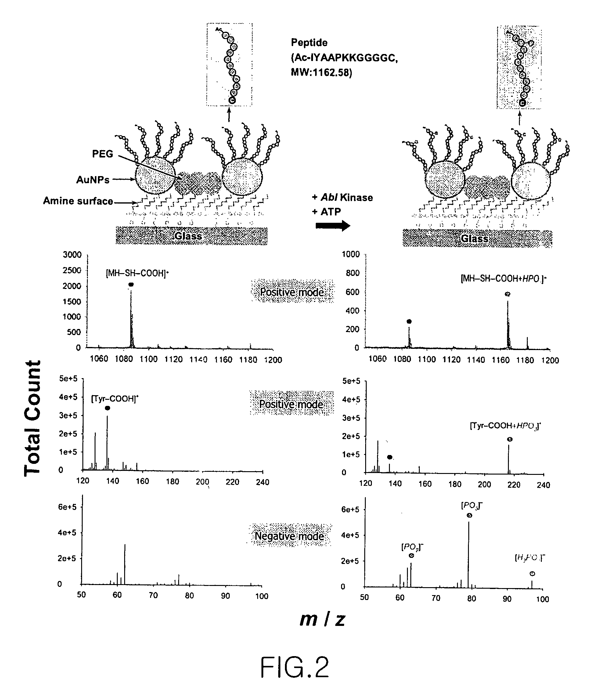 Construction of gold nanoparticle-based peptide chip, and assaying enzyme activity and inhibitor effect using secondary ion mass spectrometric analysis thereof