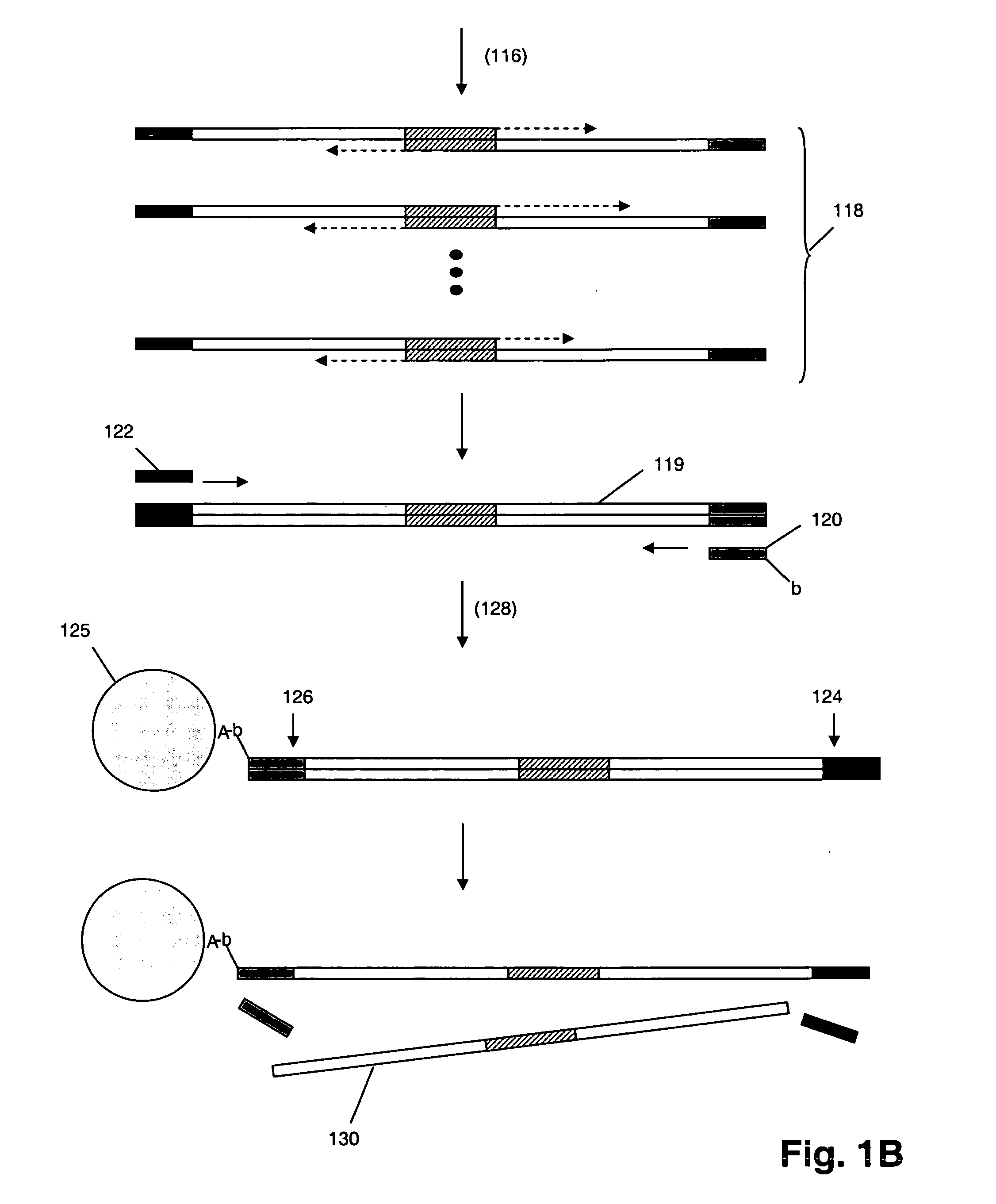 Multiplex polynucleotide synthesis