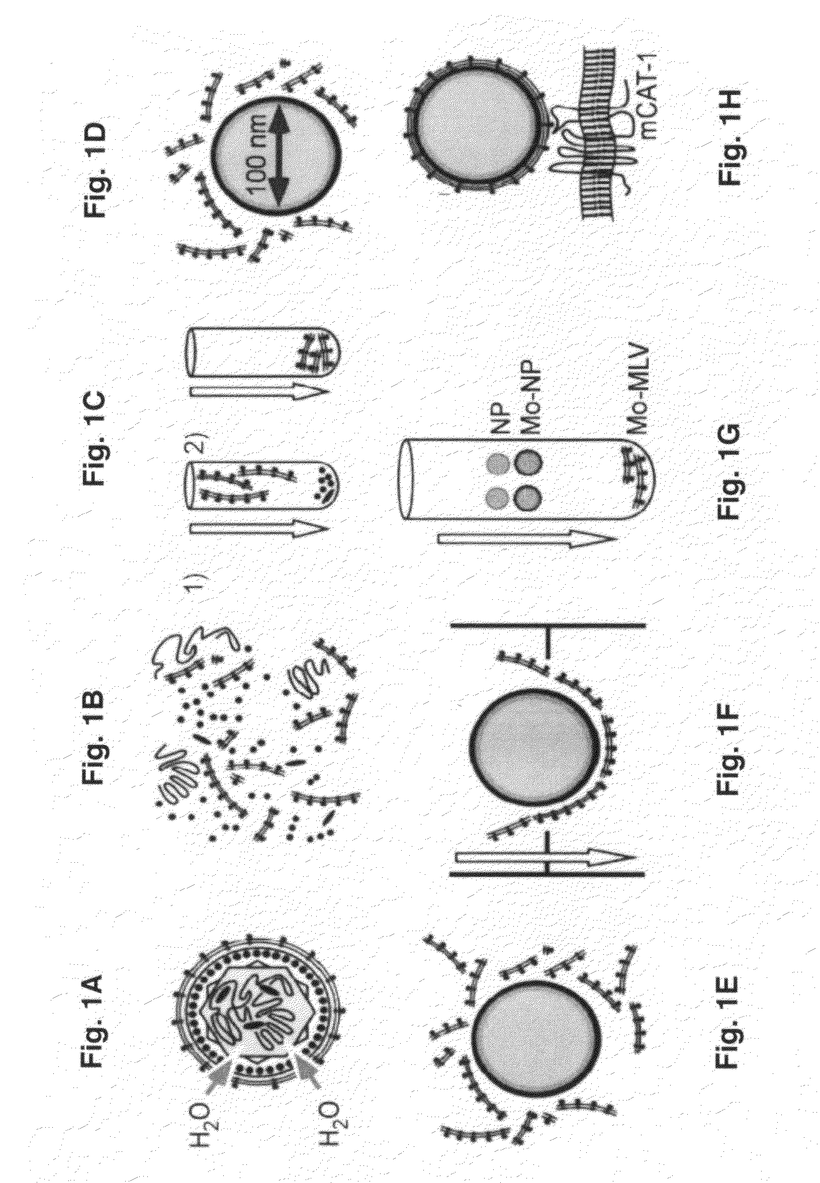 Virus coated nanoparticles and uses thereof