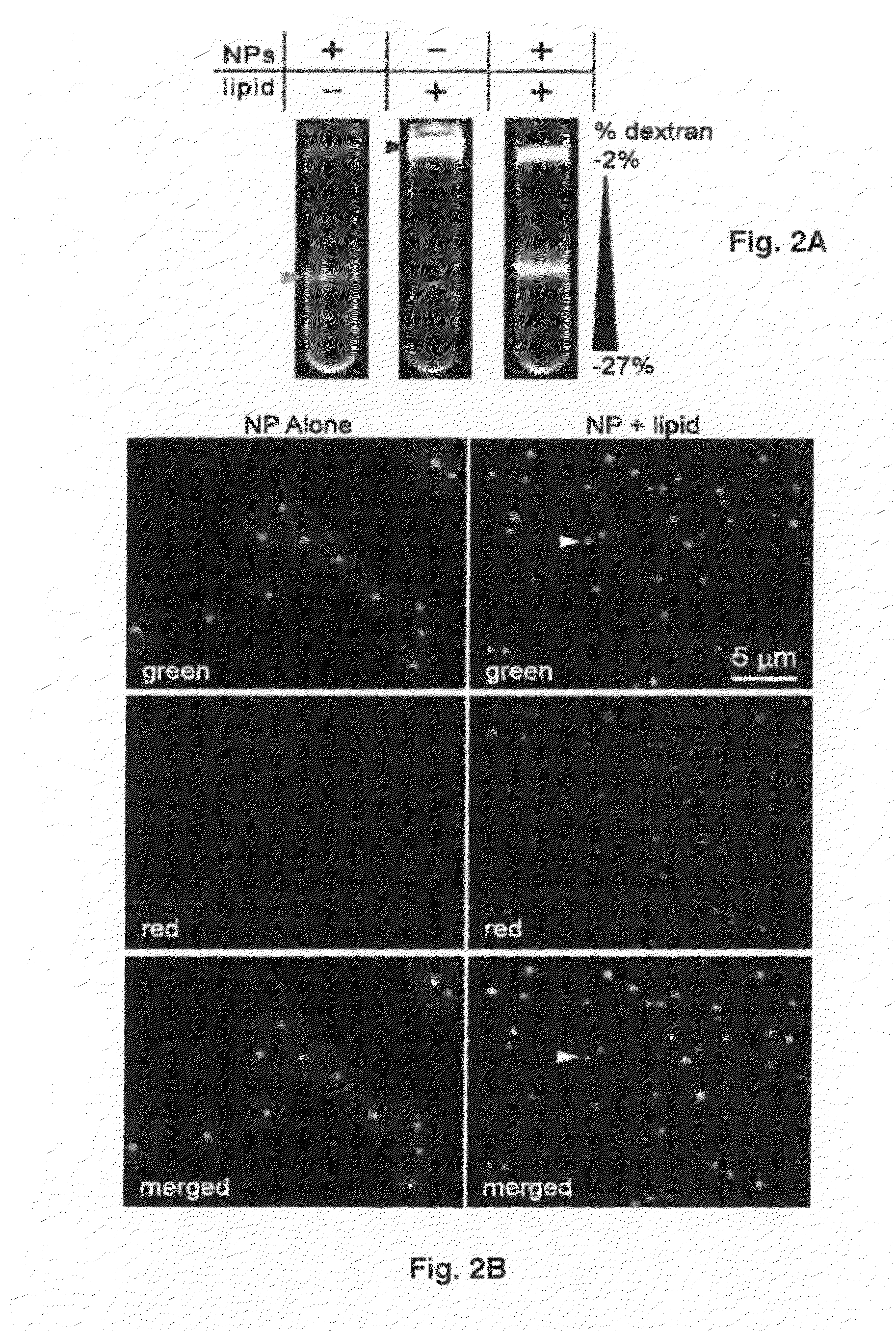 Virus coated nanoparticles and uses thereof