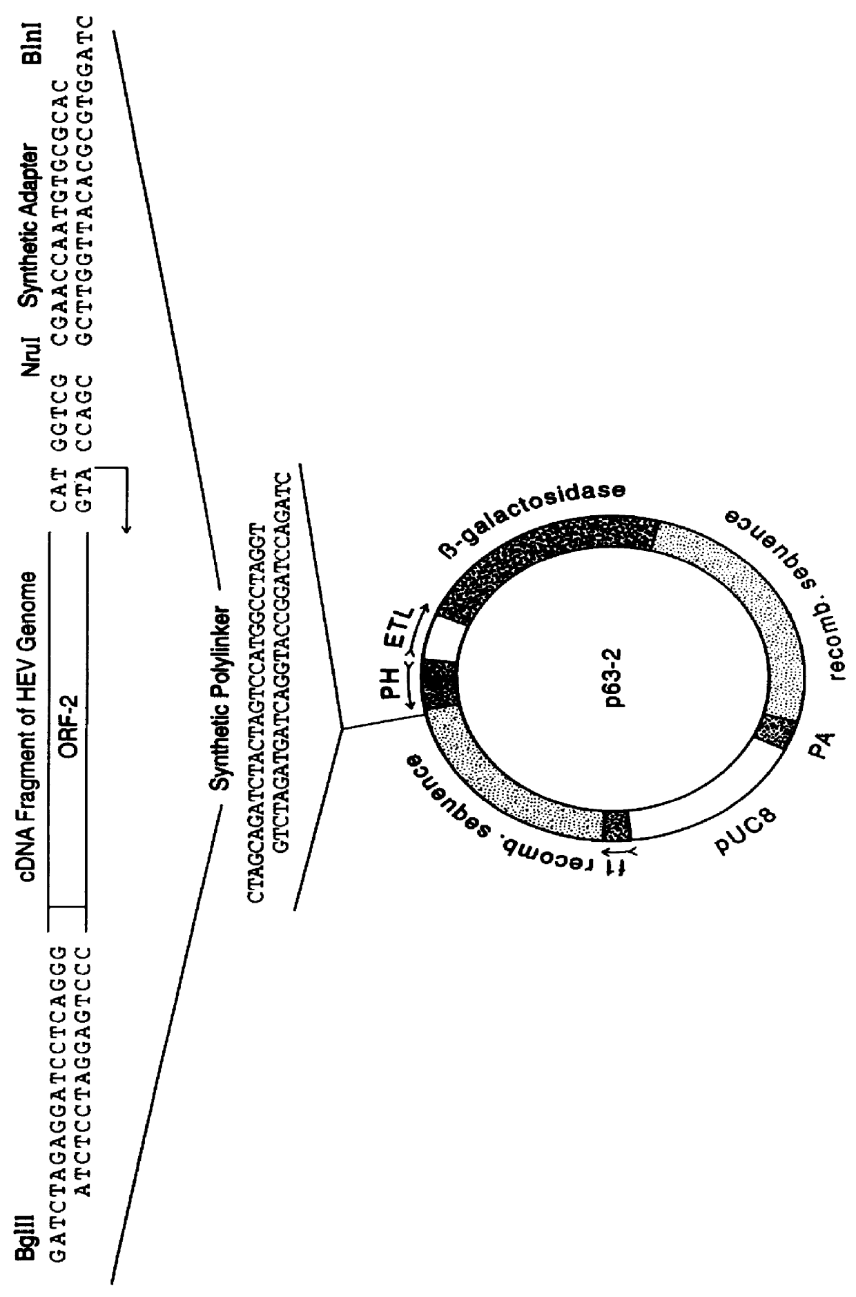 Recombinant proteins of a pakistani strain of hepatitis E and their use in diagnostic methods and vaccines