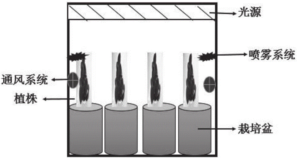 Method for cultivating anoectochilus roxburghii in artificial light type plant factory