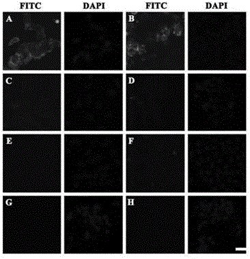 Polypeptide specifically bound on surface of hepatoma carcinoma cell