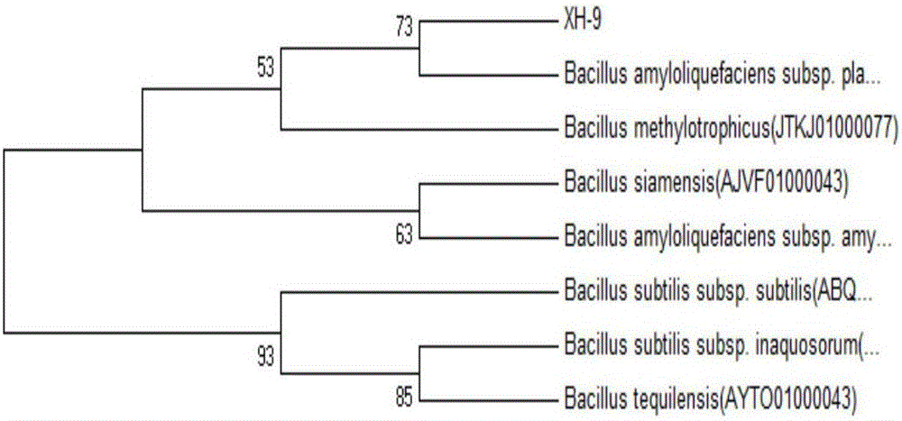 Application and preparation of bacillus amyloliquefaciens subsp. plantarum and bacterial agent thereof