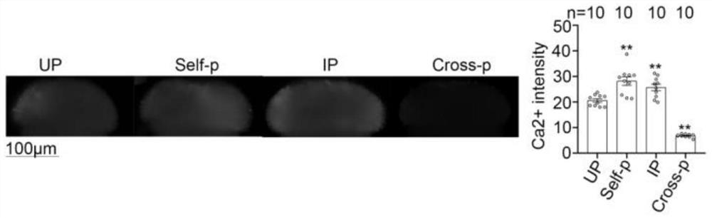 Application method and application of reagent for eliminating content of calcium ions in stigmas in overcoming selective fertilization of cruciferous plants