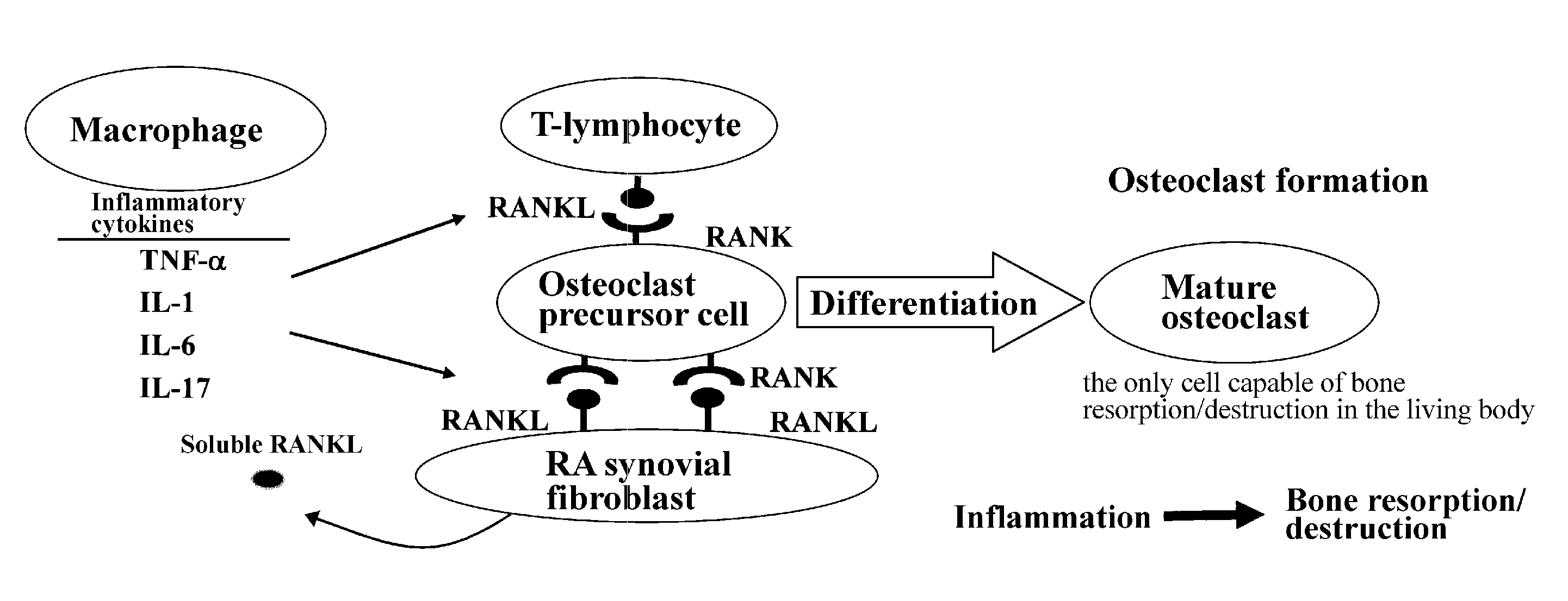 Therapeutic agent for rheumatoid arthritis