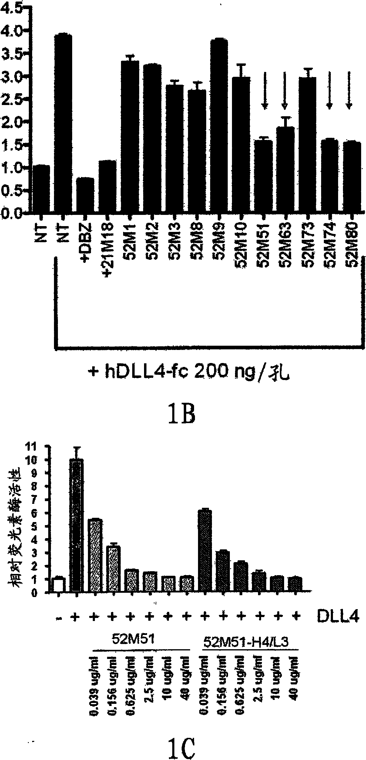 NOTCH1 receptor binding agents and methods of use thereof