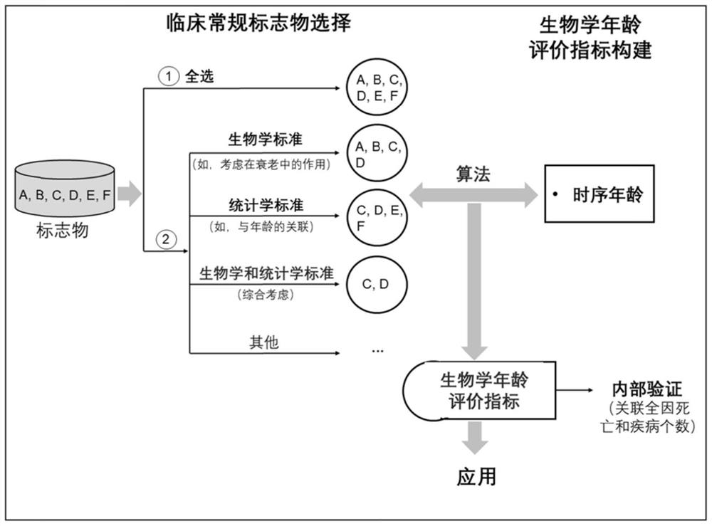 Method for constructing evaluation model for biological age of Chinese population based on clinical markers, and evaluation method
