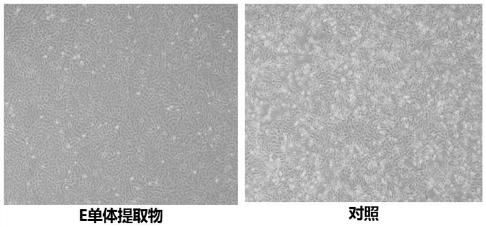 Application of brassica napus-isatis tinctoria E monomer addition line in inhibition of influenza virus