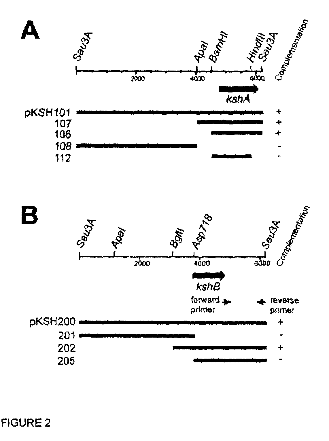 Indentification of 3-ketosteroid 9-alfa-hydroxylase genes and microorganisms blocked in 3-ketosteroid 9-alfa-hydroxylase activity