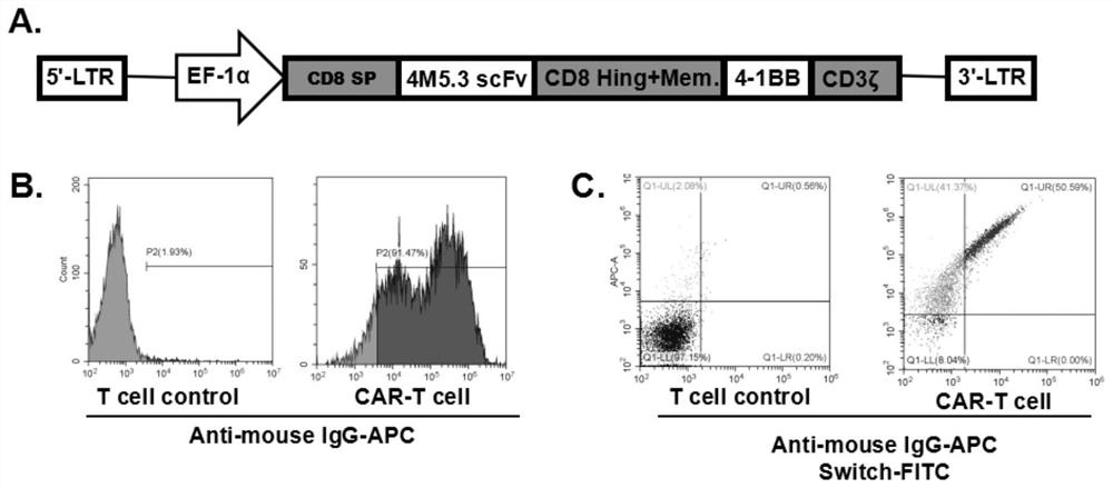 Tether for controlling activation/inhibition of chimeric antigen receptor t cells and applications thereof