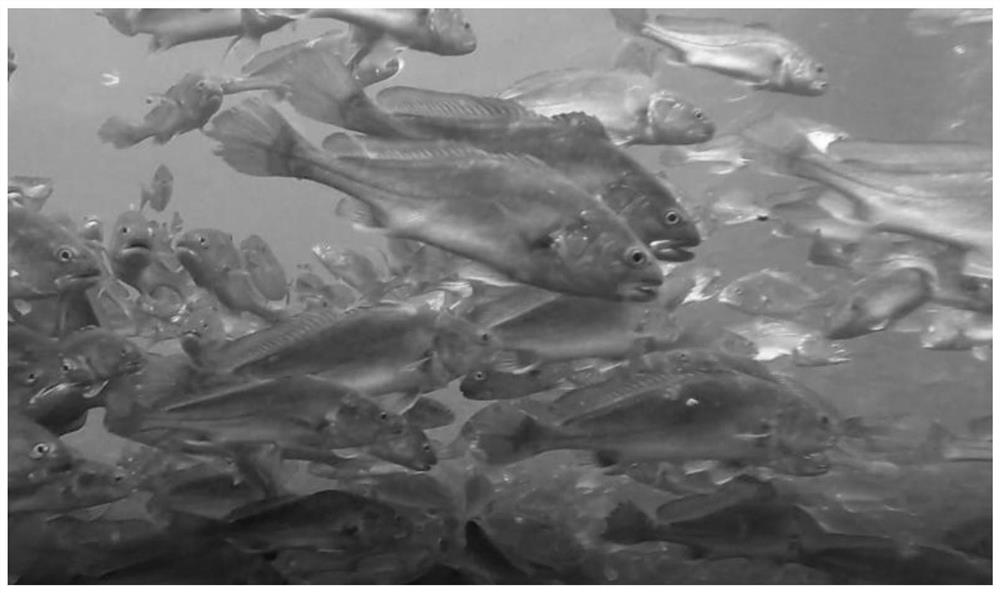 Artificial fry breeding method for yellow lip fish