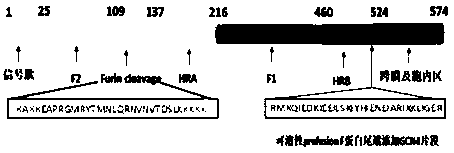 Respiratory syncytial virus F expressing protein and preparation method thereof