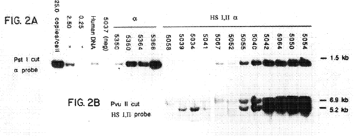 Nucleic acid vectors comprising DNase I hypersensitive sites