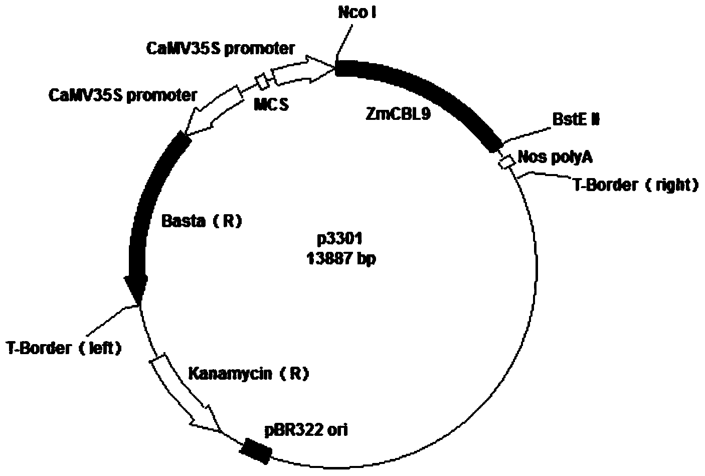 Application of CDS (Coding Sequence) sequence of CBL9 (Calcineurin B-Like) gene of corn