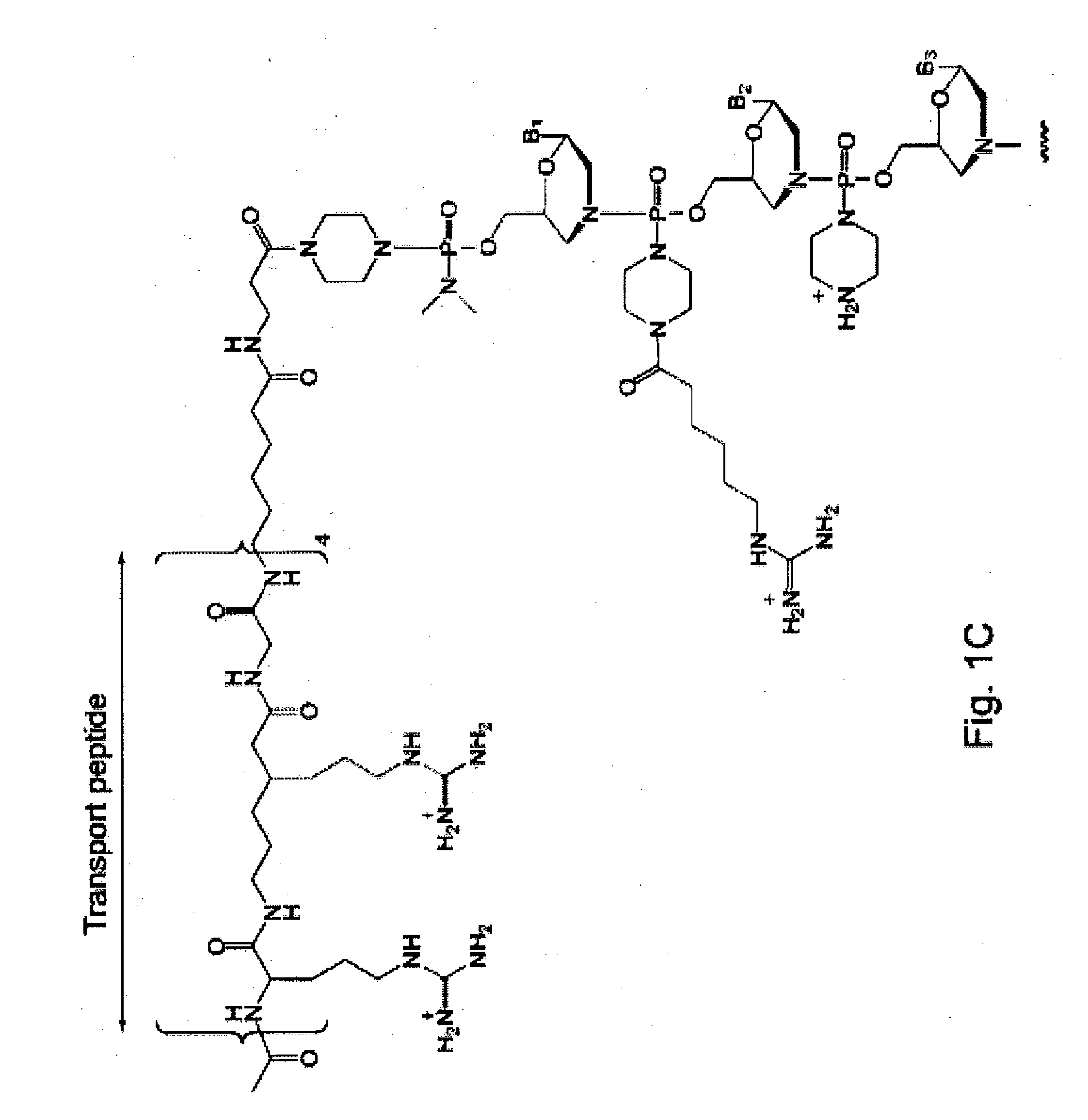 Antisense antibacterial compounds and methods