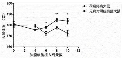 Sciatic nerve ligation subcutaneous tumor-bearing rat model and application of sciatic nerve ligation subcutaneous tumor-bearing rat model in screening of analgesic and anti-tumor medicine