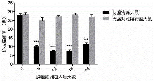 Sciatic nerve ligation subcutaneous tumor-bearing rat model and application of sciatic nerve ligation subcutaneous tumor-bearing rat model in screening of analgesic and anti-tumor medicine