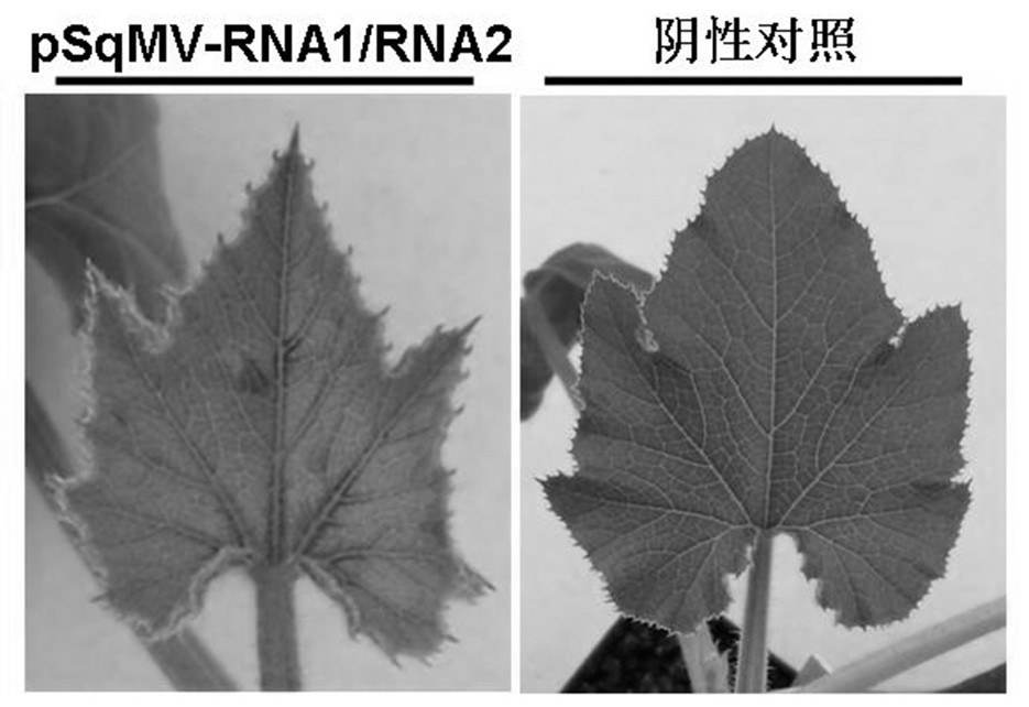 A pumpkin mosaic virus infectious cloning vector and its construction method