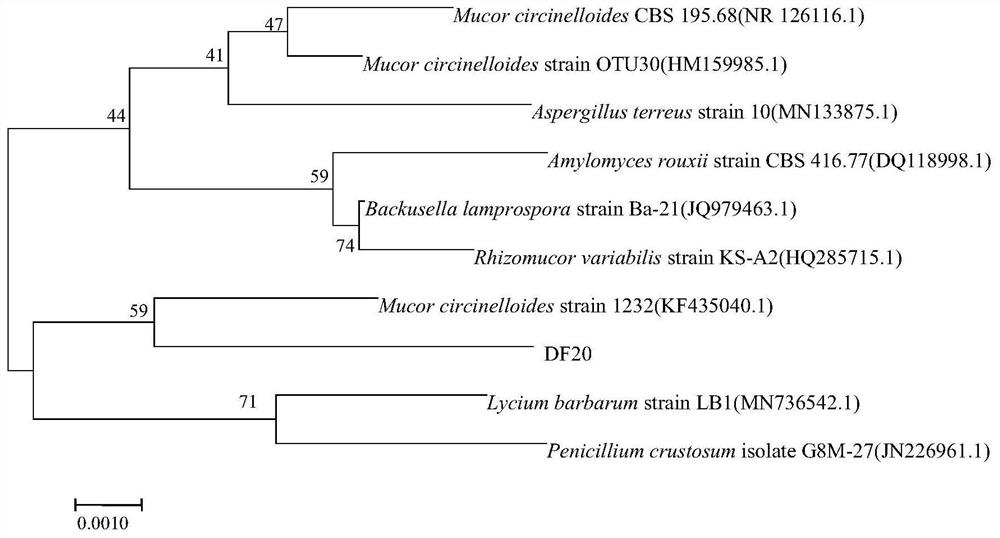 Mucor circinelloides capable of promoting root development of salvia miltiorrhiza and tanshinone synthesis and application of mucor circinelloides