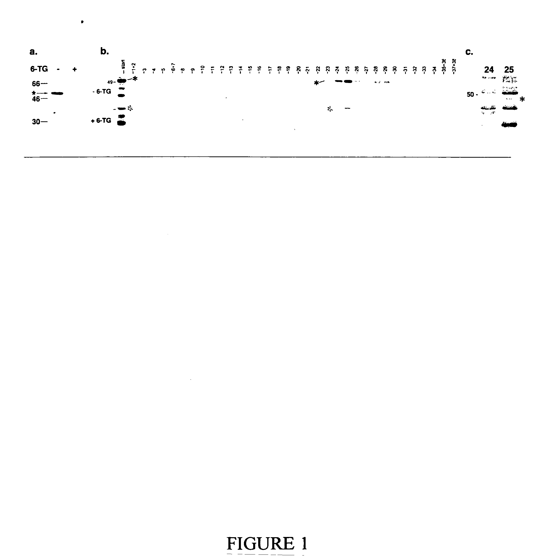 Methods and compositions for modulating axonal outgrowth of central nervous system neurons