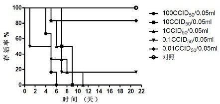 Coxsackievirus A6-type strain and application thereof