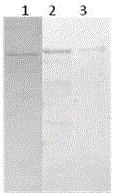 Apolipoprotein II/I and preparation method, biological function and application thereof