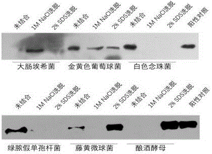 Apolipoprotein II/I and preparation method, biological function and application thereof