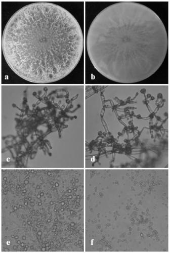 Disease-prevention and growth-promoting Trichoderma harzianum and application thereof