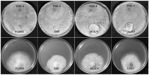 Disease-prevention and growth-promoting Trichoderma harzianum and application thereof